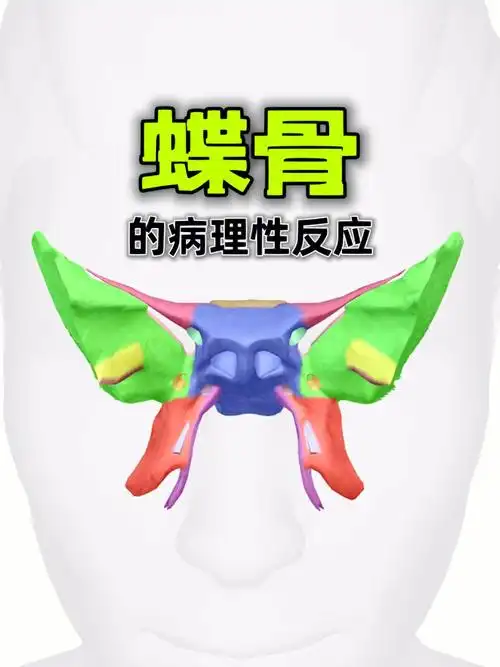 并有提到头骨的结构位移也会导致一些病理性反应,这期讲蝶骨的位移会