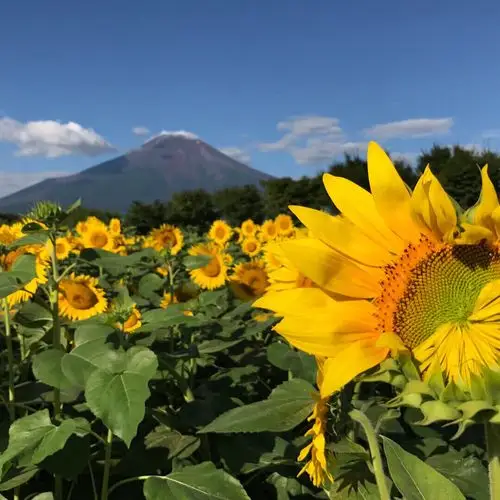 富士山脚下的向日葵,感觉生活充满阳光和力量! - 小企鹅的向往 - 图虫