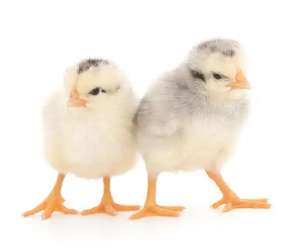 两个可爱的小鸡上白色隔离