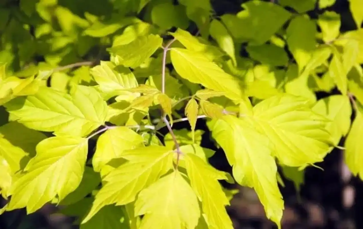 复叶槭与金叶复叶槭区别(金叶复叶槭是乔木还是灌木)
