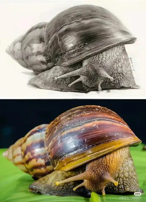 素描蜗牛速度画蜗牛