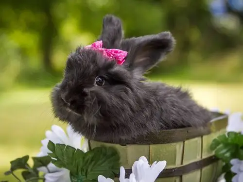 可爱的黑兔子,宠物 壁纸 - 1600x1200