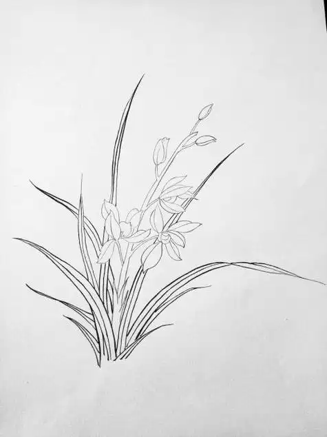 领带花兰花简笔画 简笔画图片大全-普车都