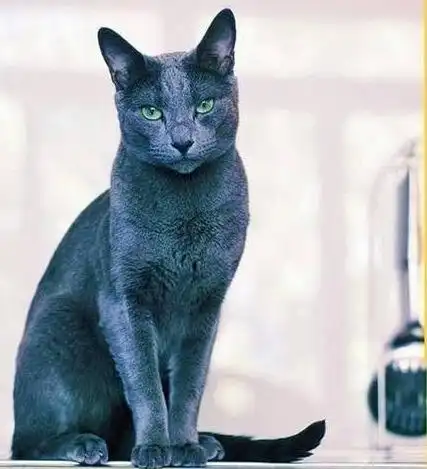 地球上18大最贵的猫品种,第一售价高达63万,全球产量不到100头