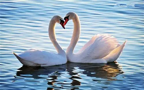 爱心白天鹅动物壁纸_亲密无间的爱