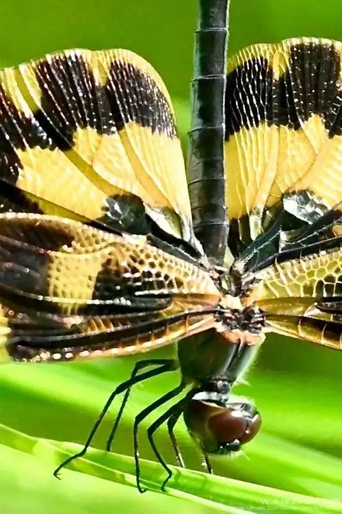 美丽的蝴蝶蜻蜓首发