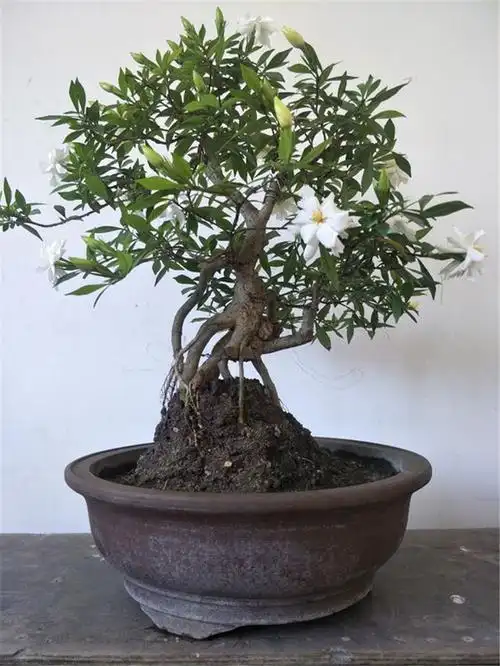 盆栽栀子花,加上一个它,栀子长得好,不黄叶,开花娇又艳