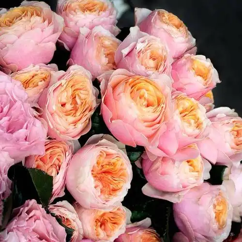 情人节鲜花图片大全真实照片 - 冷求网