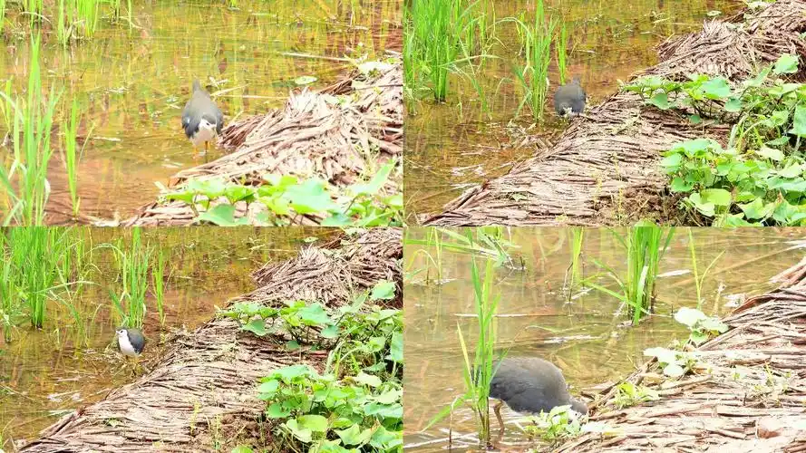 难得一见的白面水鸡,白面水鸡叫声