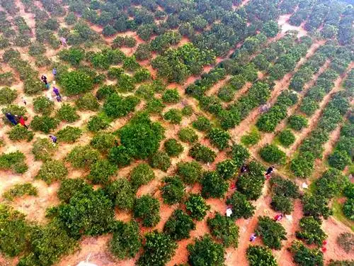 湖南省娄底市双峰县梓门桥镇石门村脐橙种植基地,众多游客在采摘红心