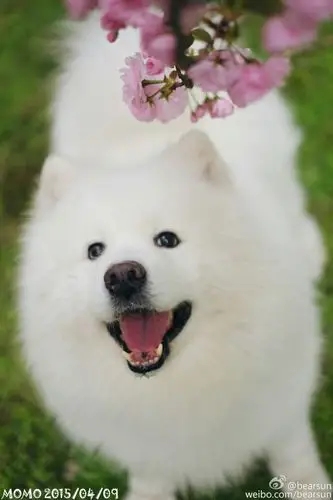 【大菇凉】【世界软肋】萨摩耶 momo @bearsun 可爱 萌宠 狗 动物 呆