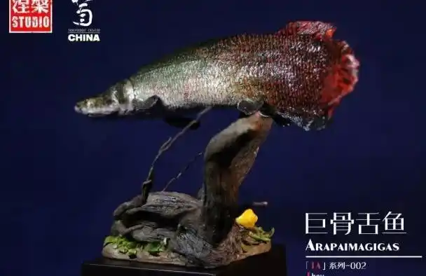 世界最大淡水鱼巨骨舌鱼现在也能成为你桌上的收藏品了