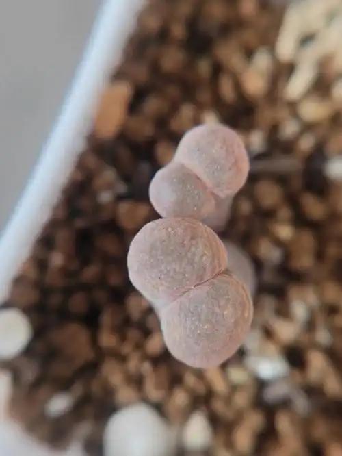 绒翻窗风铃玉肉锥