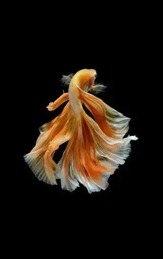 金鱼简洁锁屏壁纸