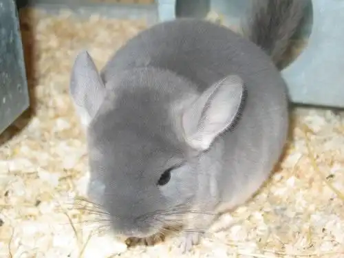 饲养龙猫新手必看的龙猫饲养知识大全(4)_龙猫_小宠_宠物百科_秀宠网