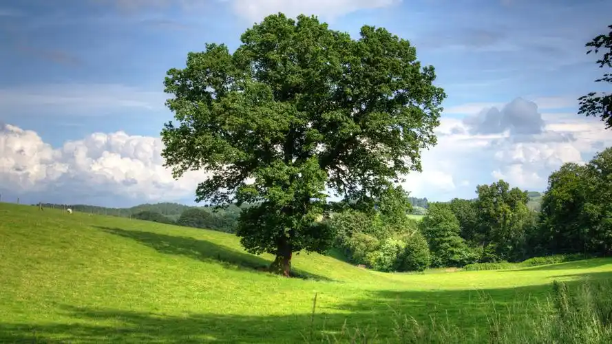 绿油油的草坪,高清图片,电脑桌面-壁纸族