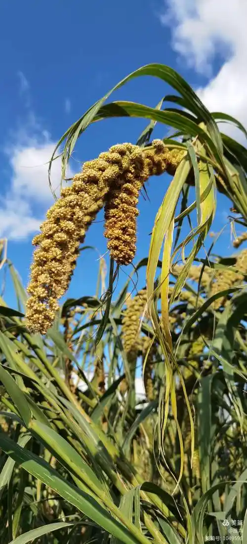 金色的谷子笑弯了腰