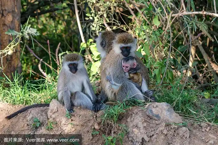 长尾猴或小绿毛猴