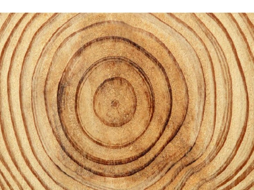 三年级上册美术课件第9课天然的纹理▏人教课标版共40张ppt