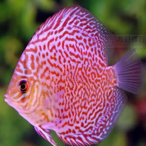 龙鱼上榜(极其名贵身价上万) 十种最漂亮的淡水观赏鱼-方日排行