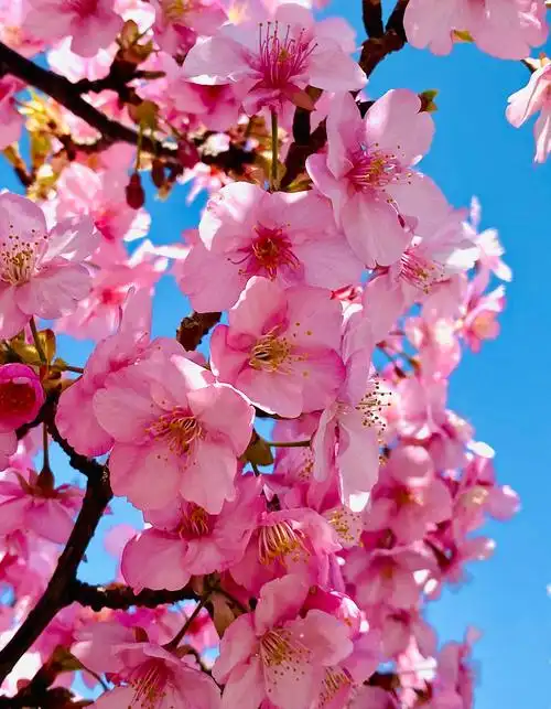 樱花盛开的春天