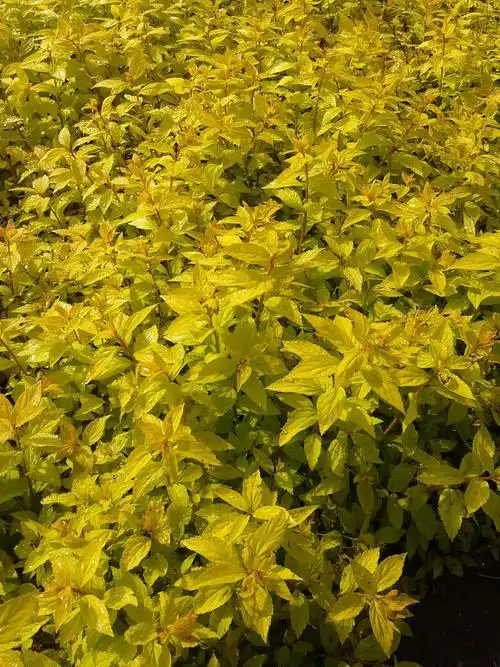 【珍珠绣线菊】金山/金焰绣线菊 绣线菊造型球 耐寒灌木|圃地直销