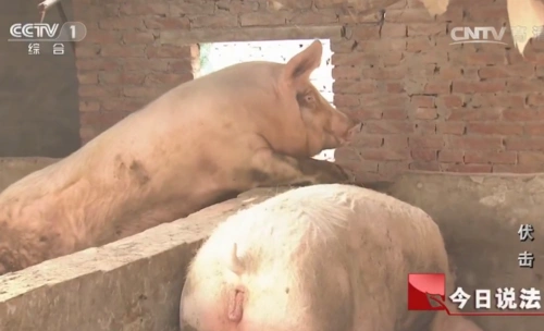 那些骑老母猪的男人们