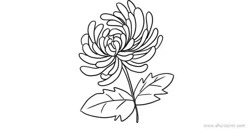 菊花儿童画怎么画菊花简笔画图片