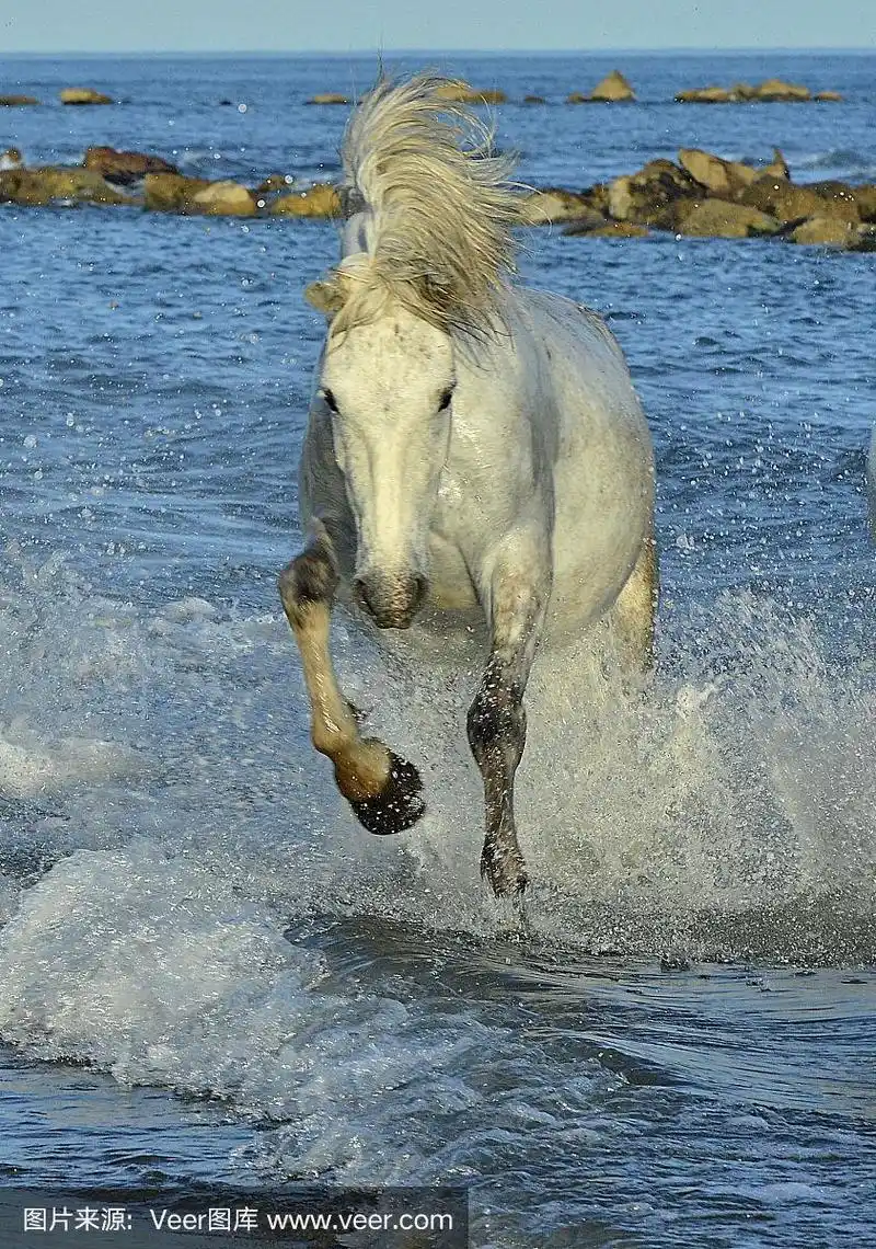 白色camargue马在水里奔跑