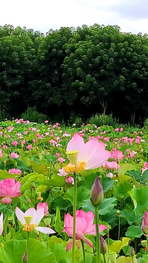 为"荷"而来,因为你会带来好心情.(2020.7.11)