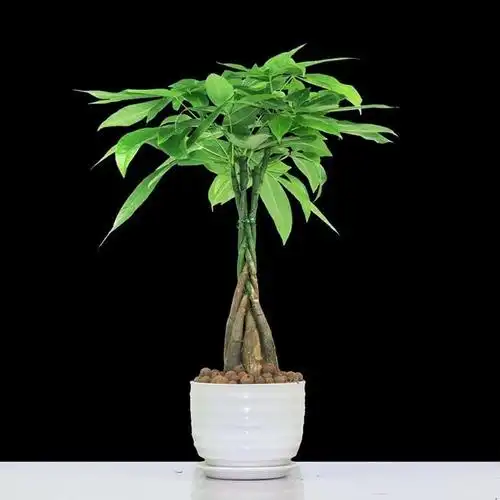 发财树盆栽室内花卉盆景植物盆栽大树摇钱树客厅大型绿植多芮蜜精品