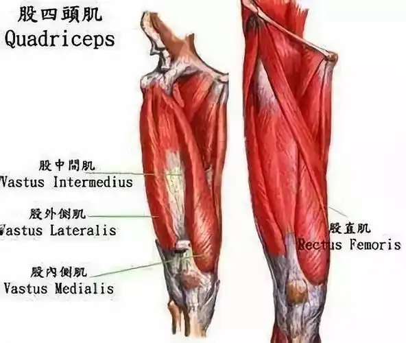 日常生活中,大腿前侧肌群总是发挥着重要的作用,无论是想加强腿部力量
