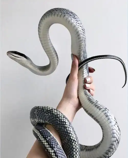 翠青蛇国产宠物小蛇虎斑游蛇,有毒超萌的盲蛇张开嘴巴美女和她饲养的