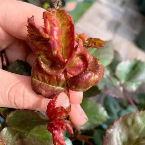 月季新叶畸形卷曲,还出现枯萎怎么回事?这两个诱因,春天很常见