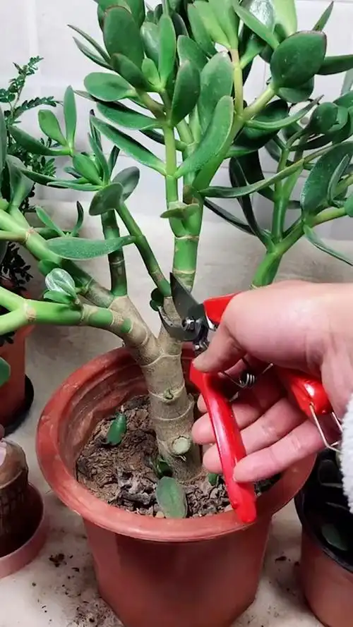 玉树想"值钱",全靠"会修剪",长成百年大老树,就靠3个要点