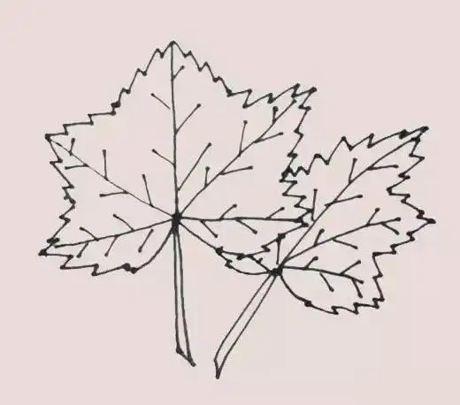 秋季枫叶简笔画步骤画法