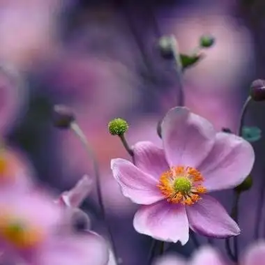 招财的微信头像女人聚财 微信头像聚财_布阁拉