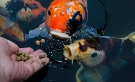 家里养鱼给鱼吃什么,怎么给鱼喂食