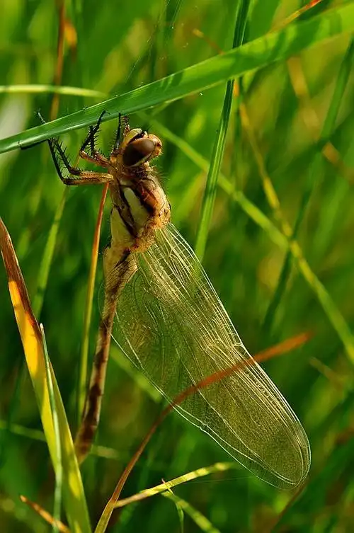 水虿蜕化成蜻蜓