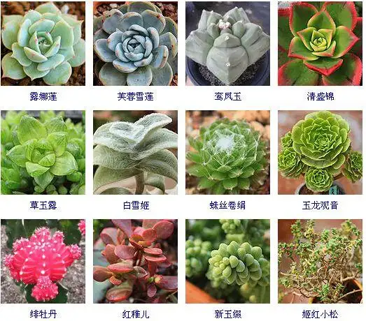 【图鉴】多肉植物的品种大全(215个品种)-13