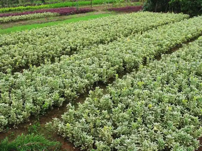 金边黄杨是乔木还是灌木(金边黄杨是乔木还是灌木植物)