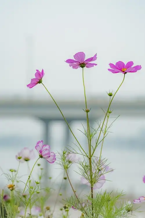 倘若你是一朵花