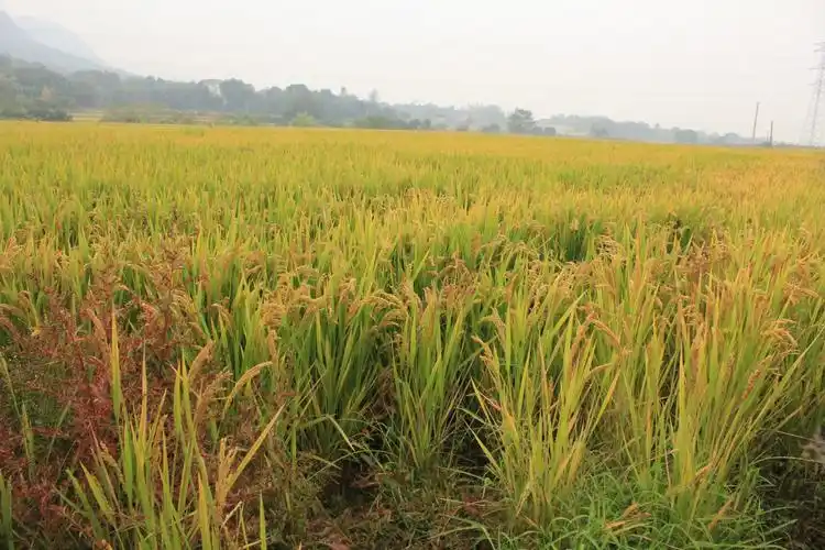 此文为"农村土地的故事"原创文章,侵权必究,大家一起学习庄稼地里的
