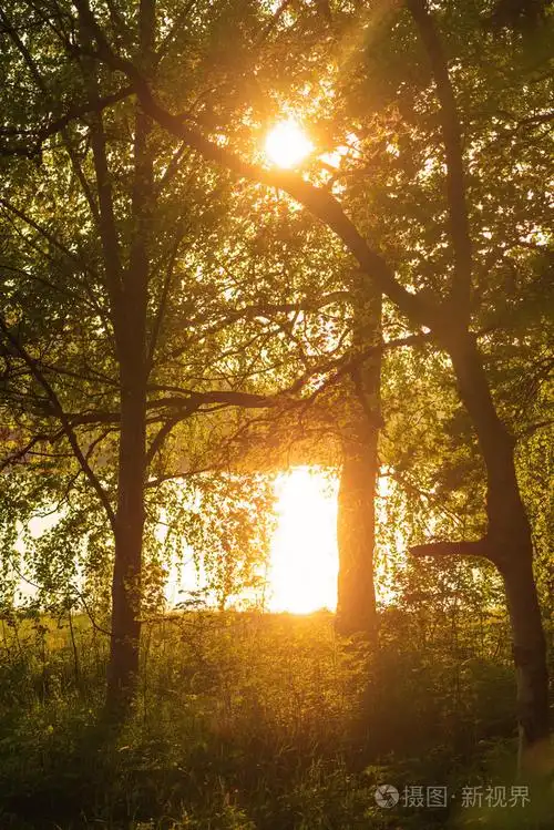 傍晚的阳光穿过森林在水中反射