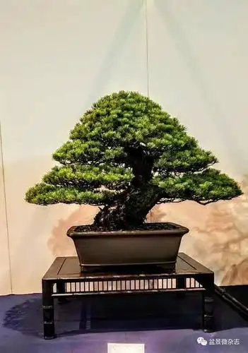 【情报速递】2019年日本第93届国风盆栽展