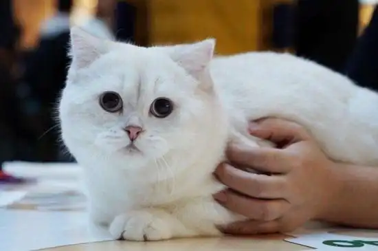 脖子,腿,尾巴都很短,而且银点猫的毛发要在,但其实在背部尾巴有重点色