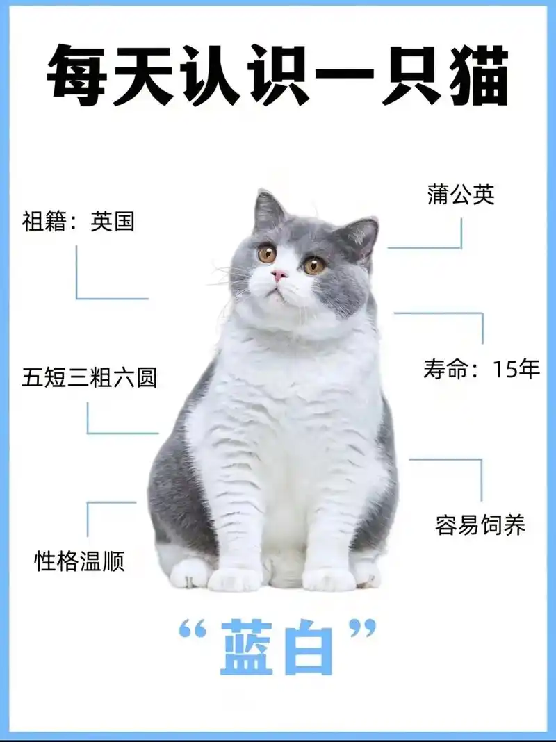 《猫和老鼠》主角汤姆--英短蓝白.起源: 与蓝猫相同,英短是 - 抖音