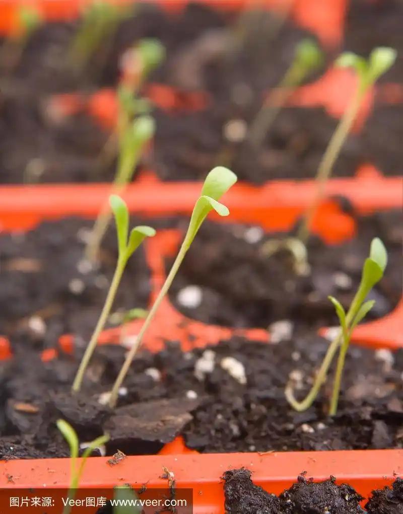 雏菊幼苗在种子盘发芽