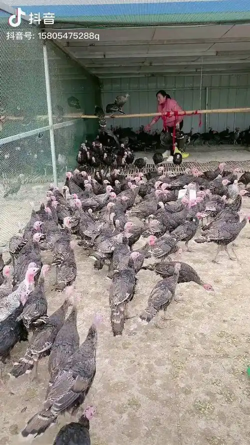 青铜火鸡尼古拉火鸡火鸡苗