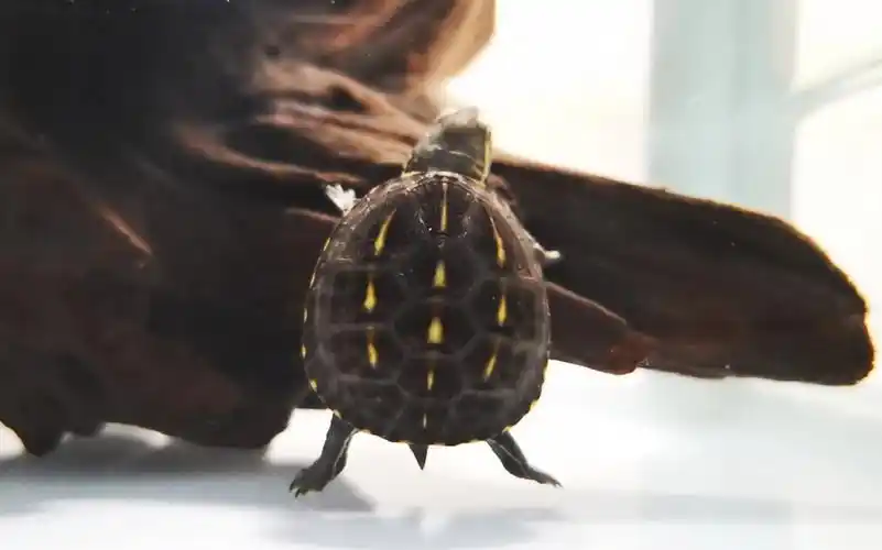 果核泥龟成长系列我的果核有粉丝啦